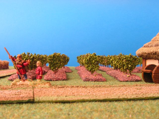 vignes et vignobles DA_vineyard2
